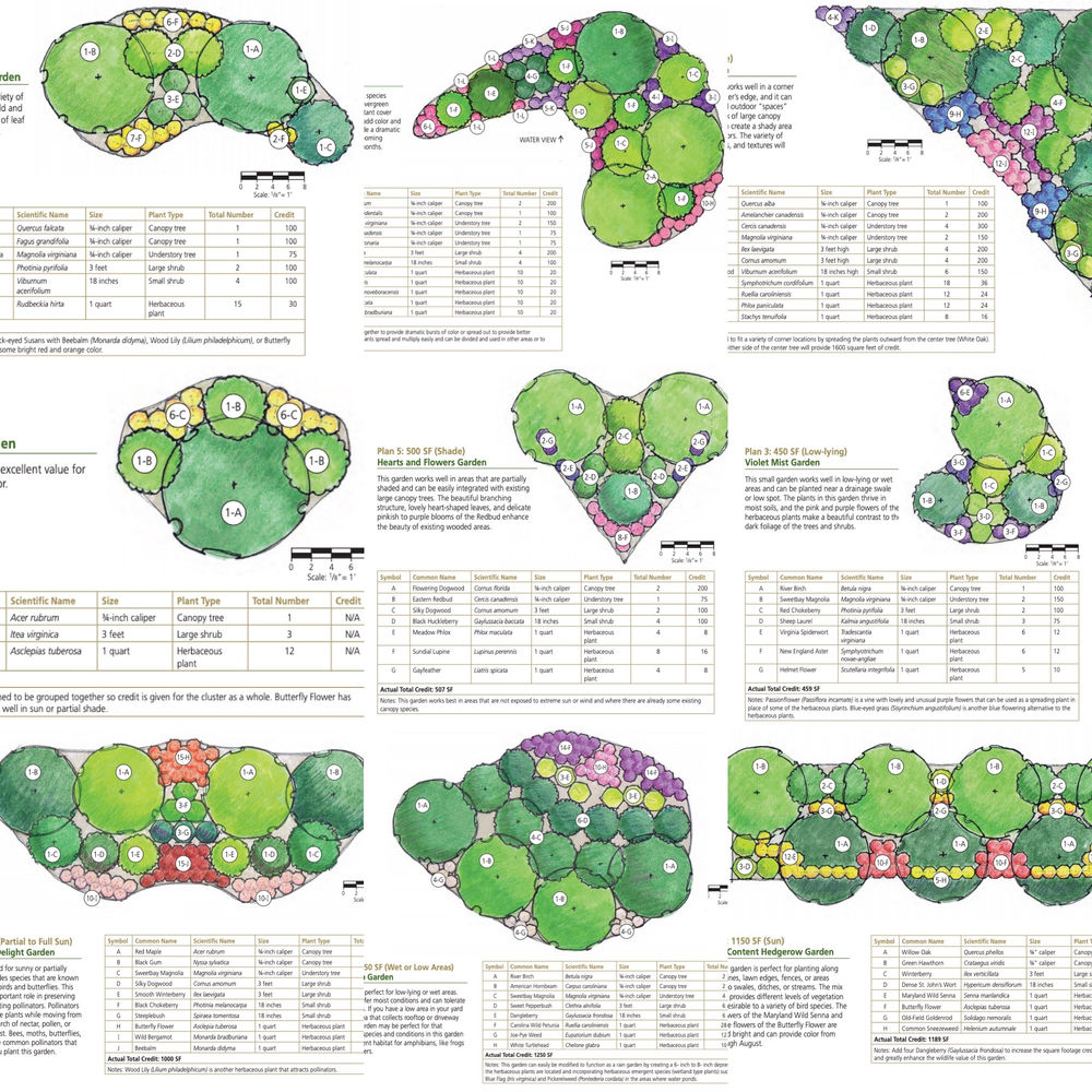 Maryland DC And Virginia Native Plants Native Garden Plans Galore 