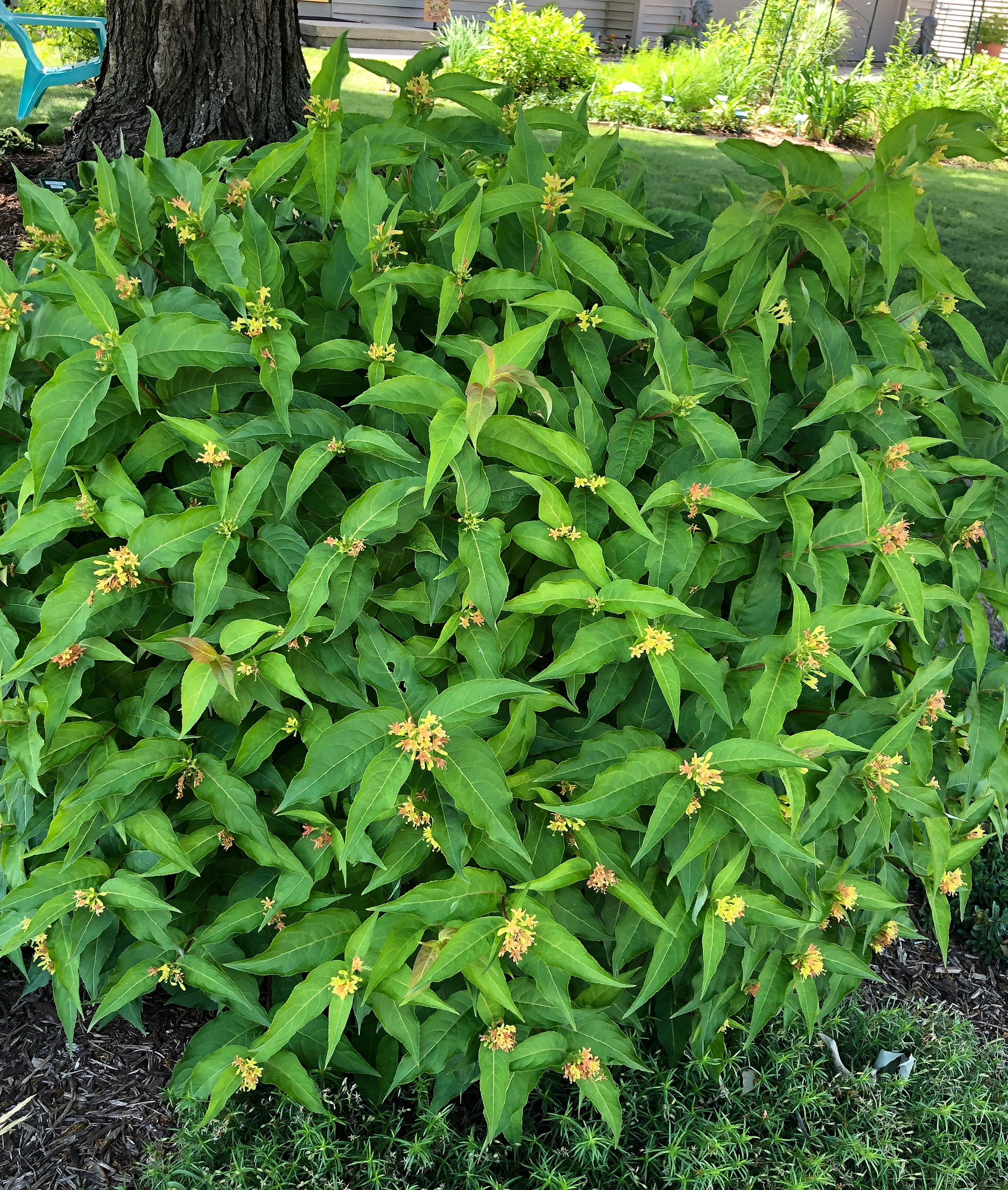 bush honeysuckle