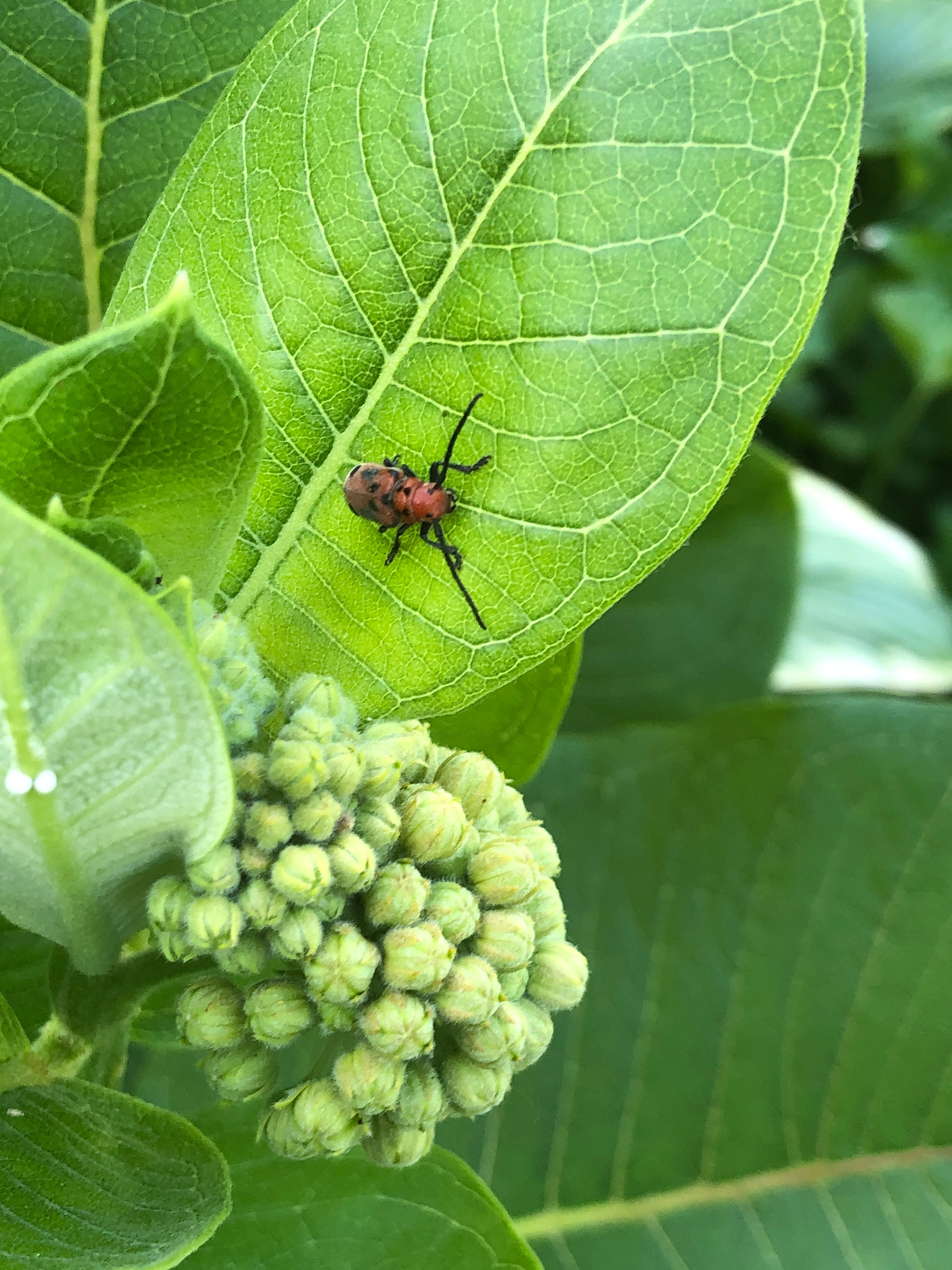 common milkweed in bud