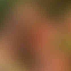 oakleaf hydrangea fall colors