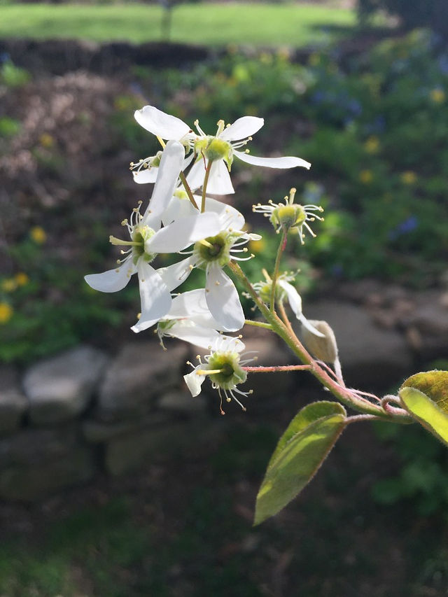serviceberry flower