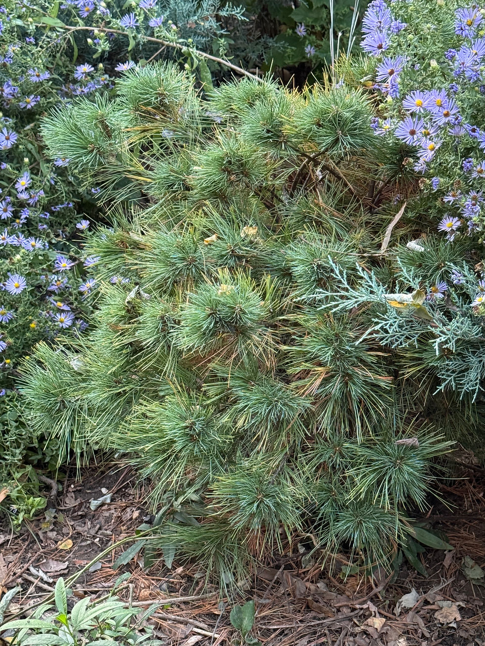 green shrub among lavender flowers