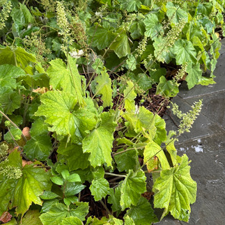 green plants along grey path