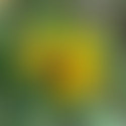yellow flower unfurled