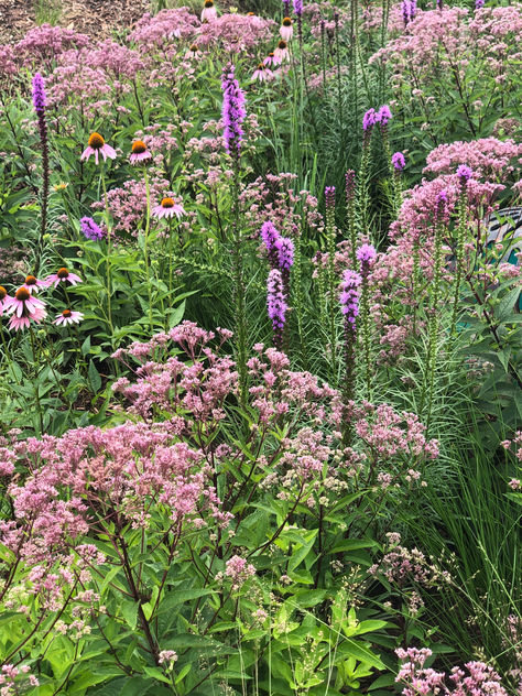Summer Inspiration: Native Plant Gardens