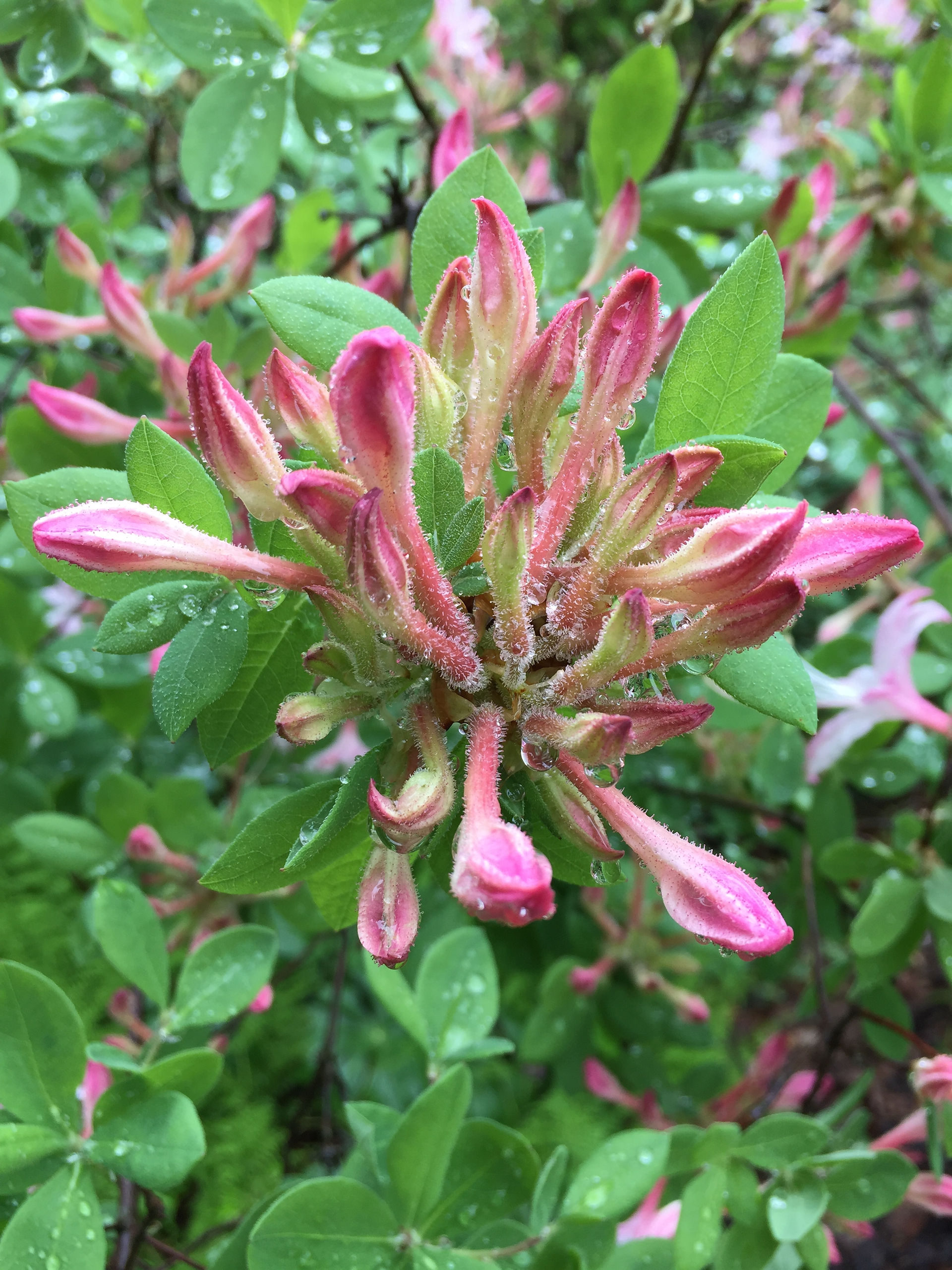 bloom