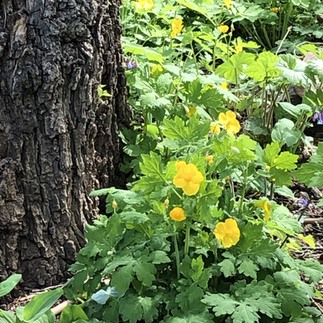 large tree trunk and short green plants with bright yellow lfowers