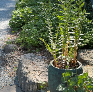 green plant blue container stone