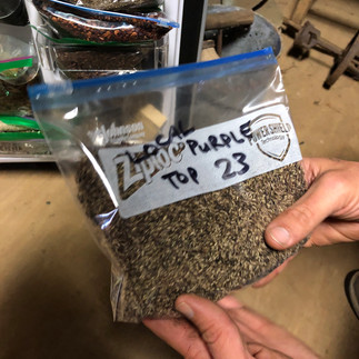 native seeds ready for packaging