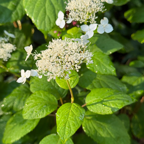 green shrub with large white flowers