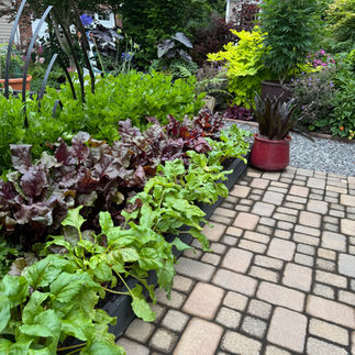 rows of leafy greens