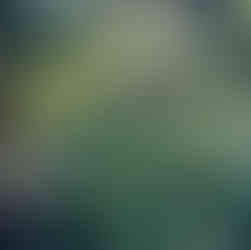 plant with white flowers