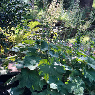 plant with white flowers