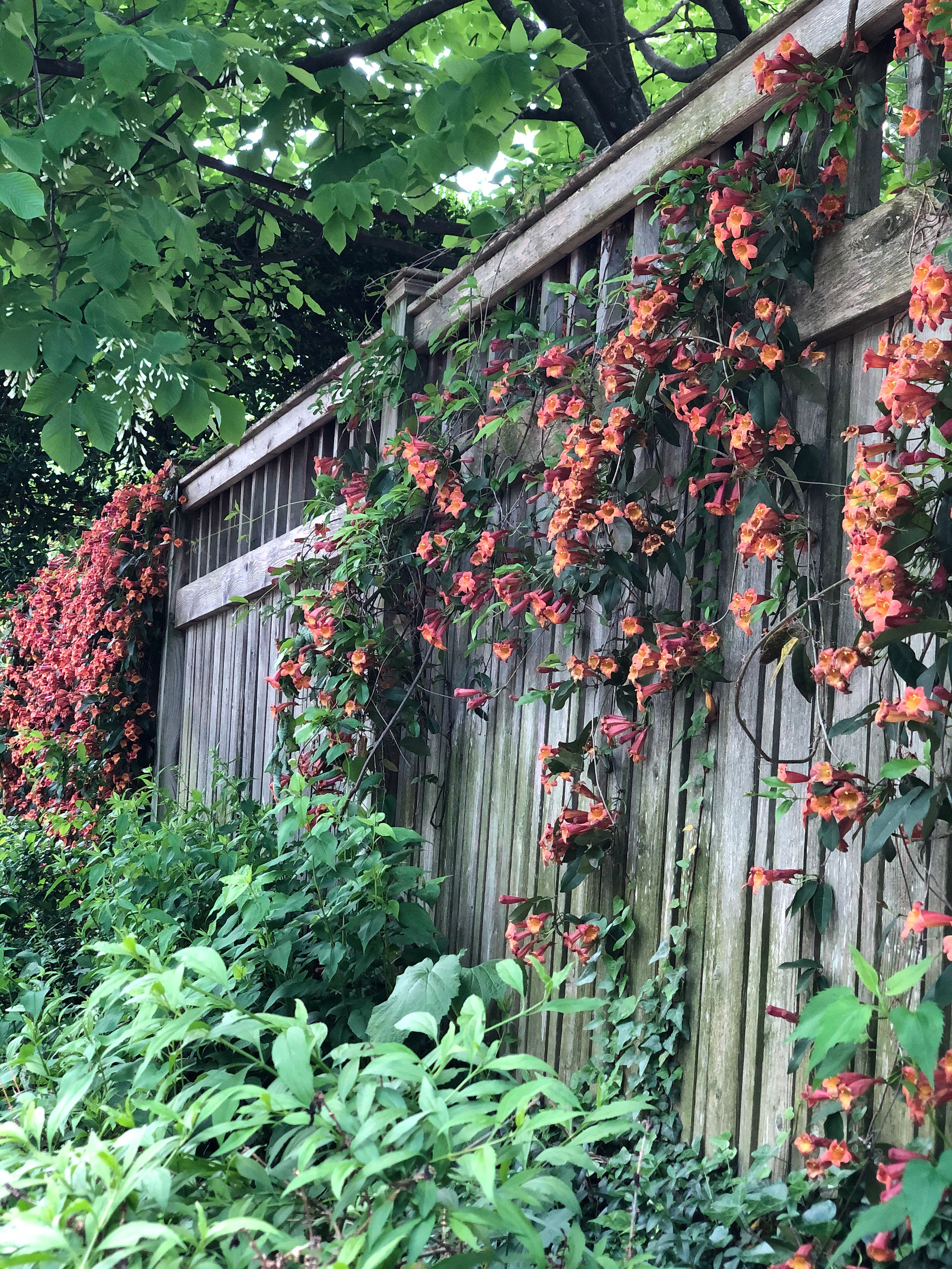 wood fence with vine and drapes of orange flowers