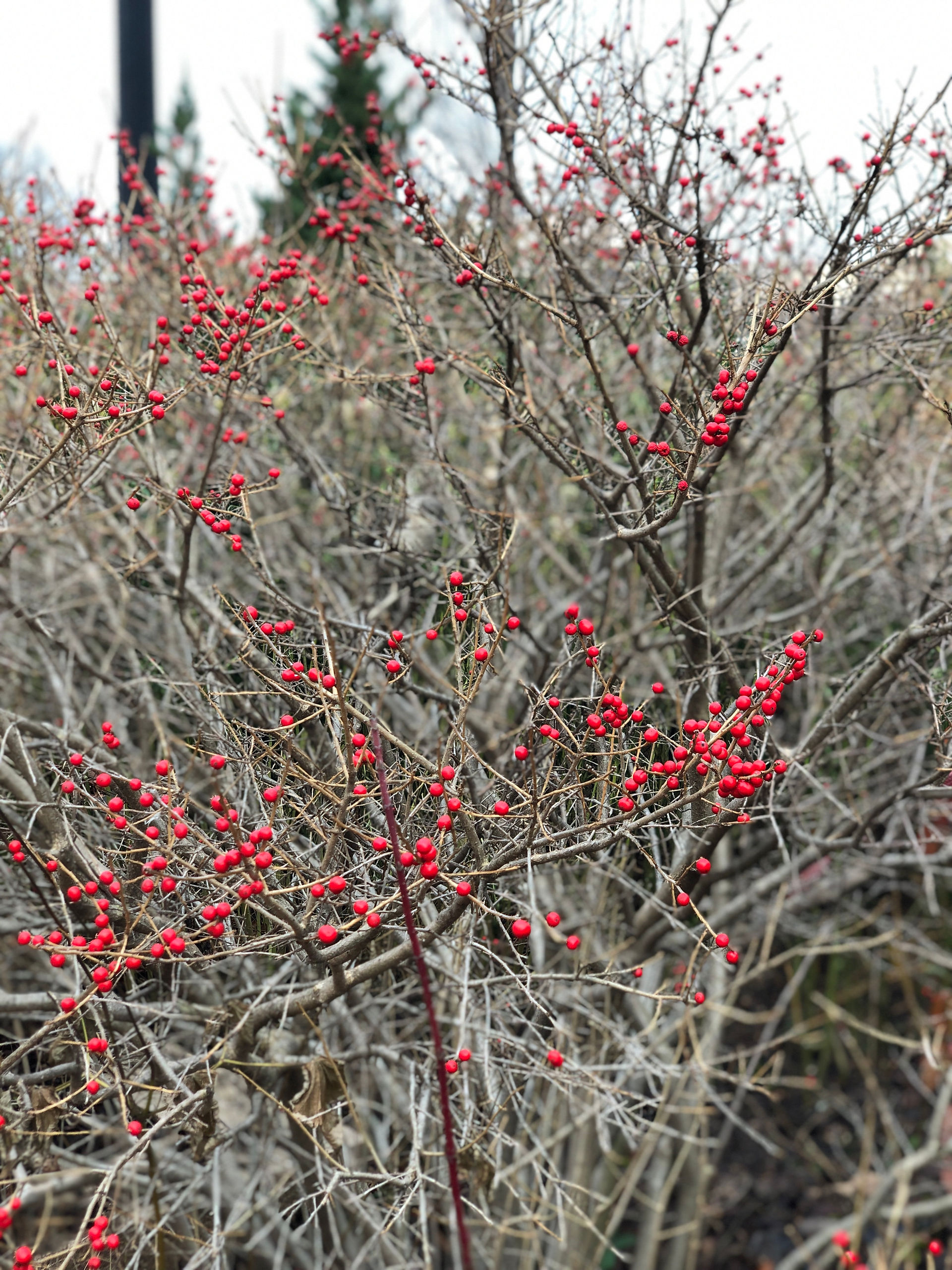shrub with red berries