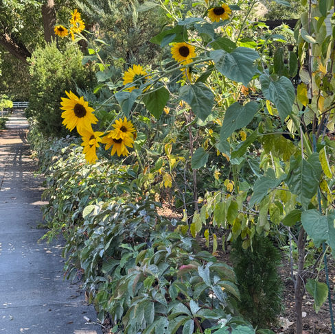 yellow flowers