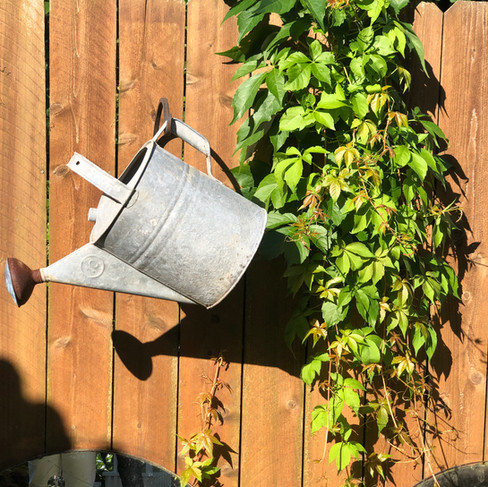 watering can hanging on wall with vine