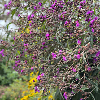An Exuberant Native Garden
