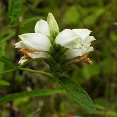 white flower