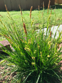 green plant