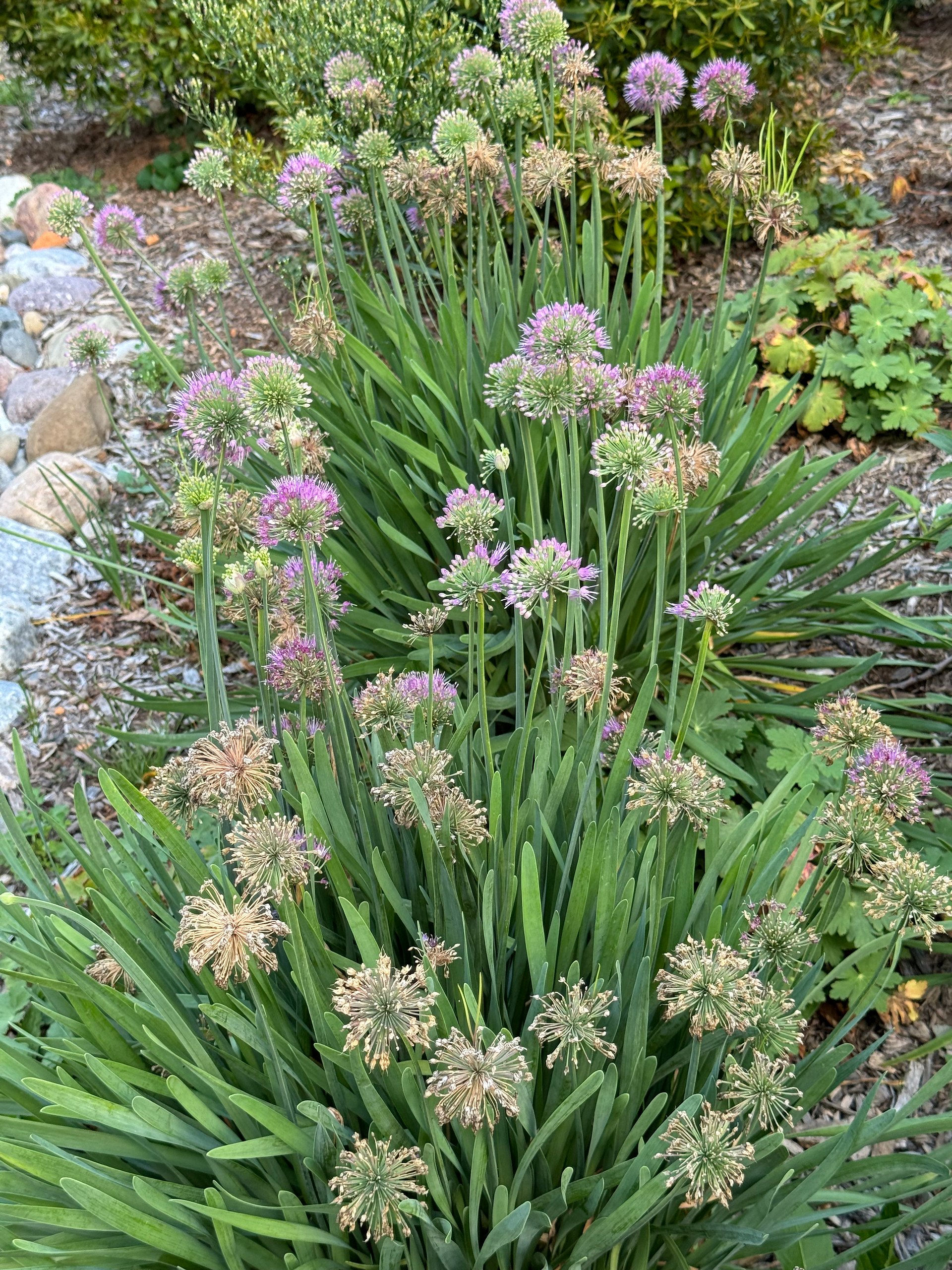 purple sphere shaped flowers
