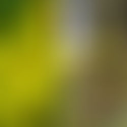 Forsythia: Plant This or That