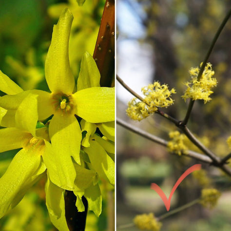 Forsythia: Plant This or That