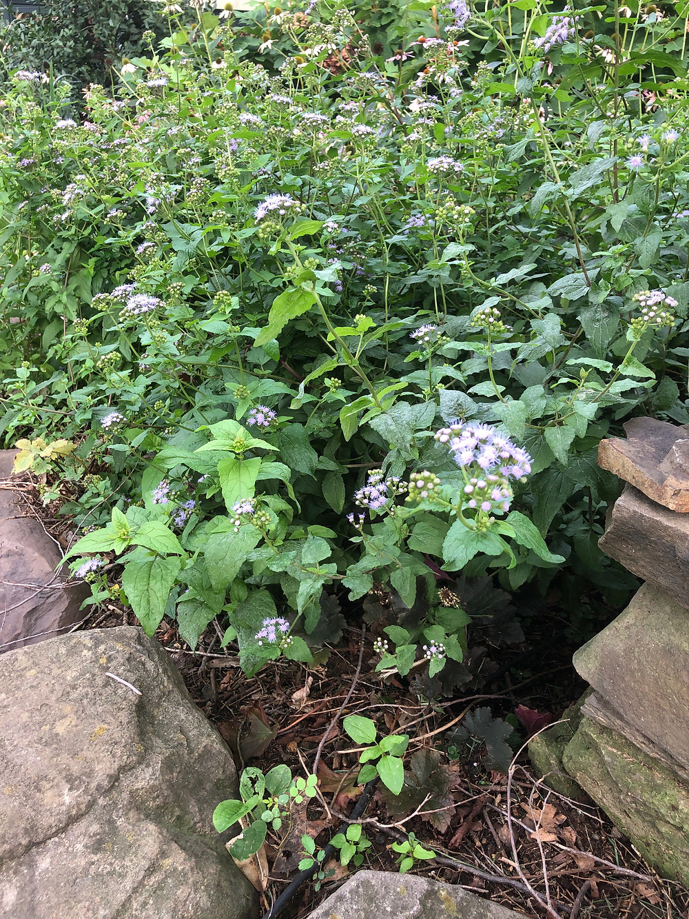 native perennial blue Mistflower