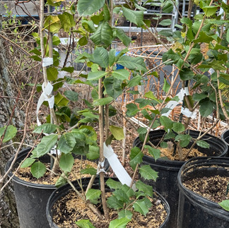 three small trees in black pots