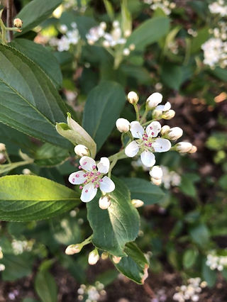 Red chokeberry flower