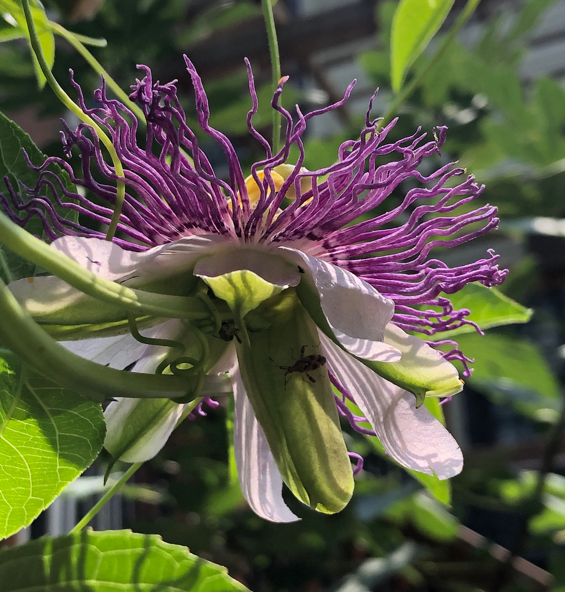 maypop flower close-up in full bloom