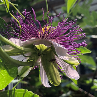 maypop flower close-up in full bloom
