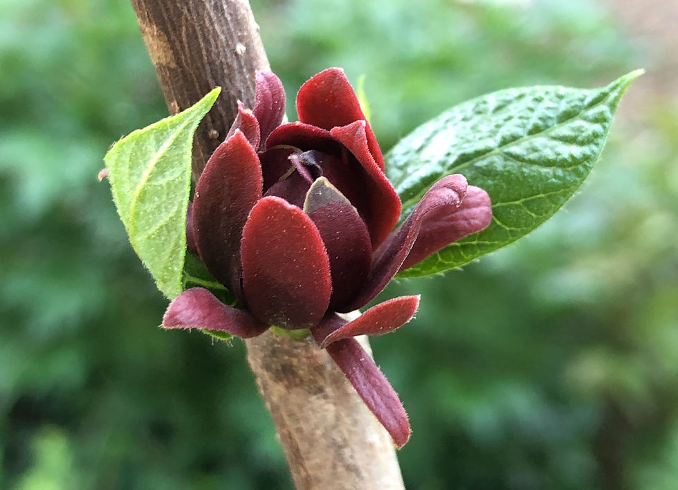 Carolina Allspice Flower along a branch in May