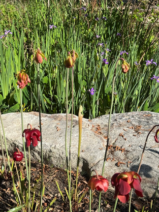 red flowers and purple flowers