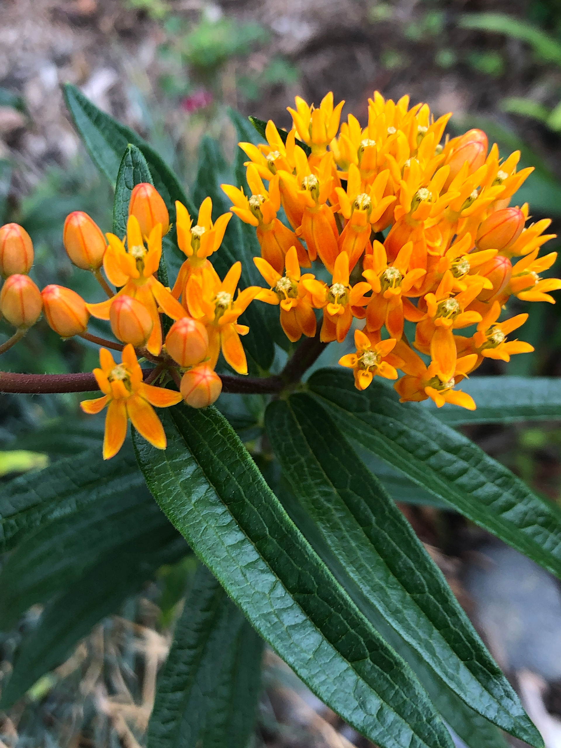 Monarch's delight