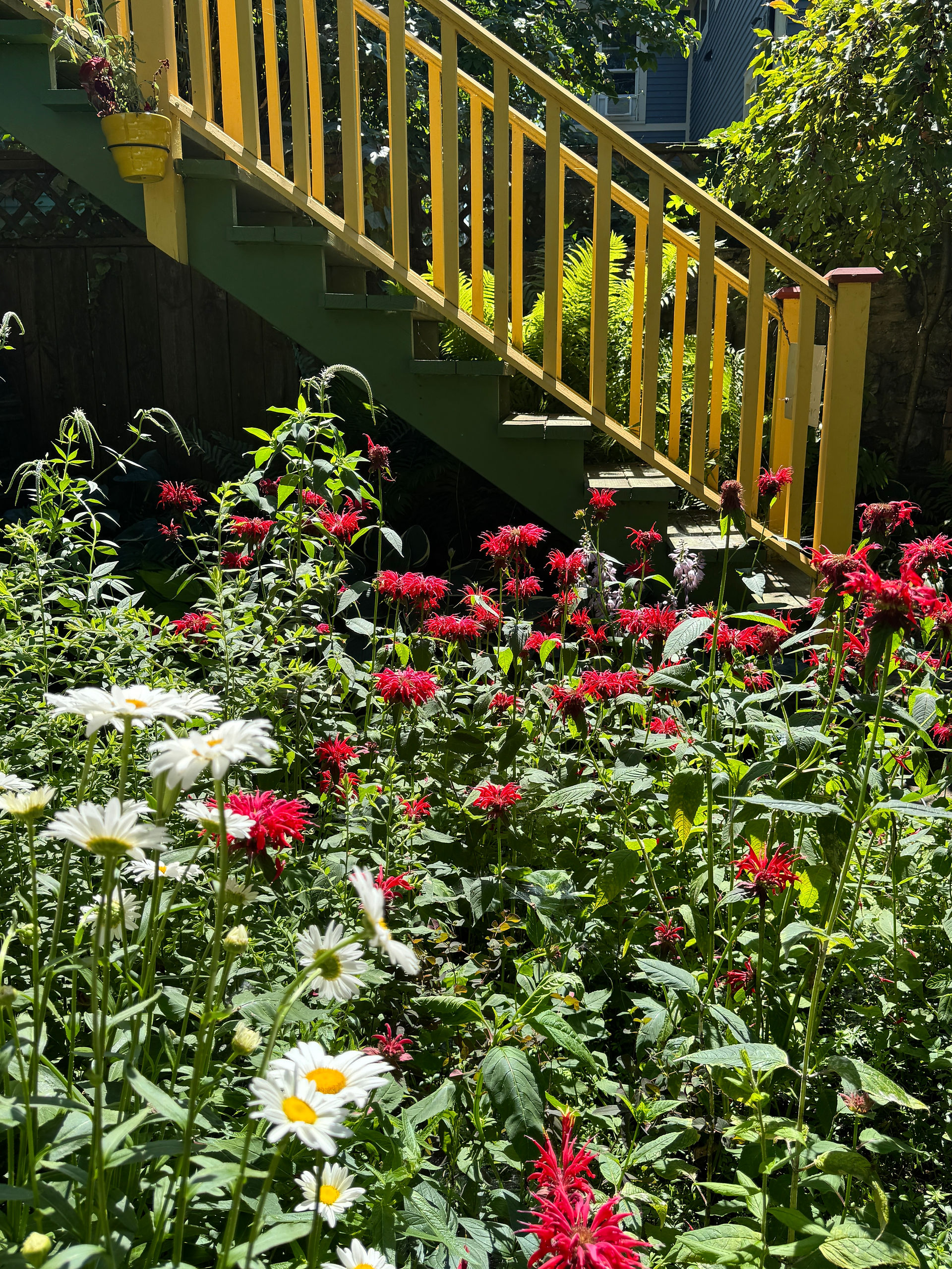 yellow and green outdoor stairs and red and white flowers