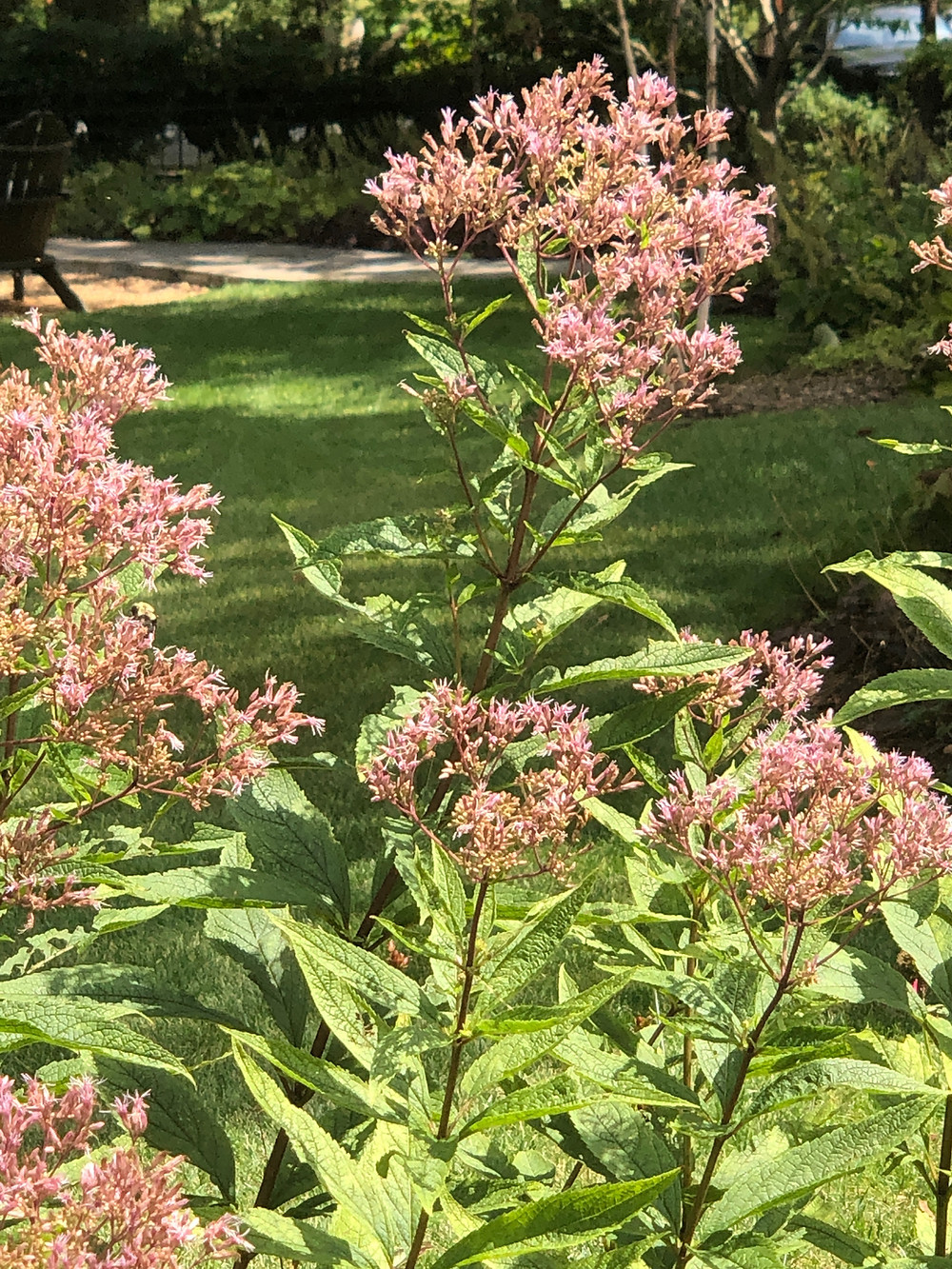 native joe pye weed