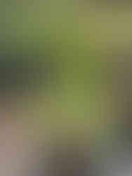 yellow flowers red flowers white containers