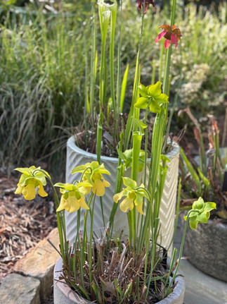 yellow flowers red flowers white containers