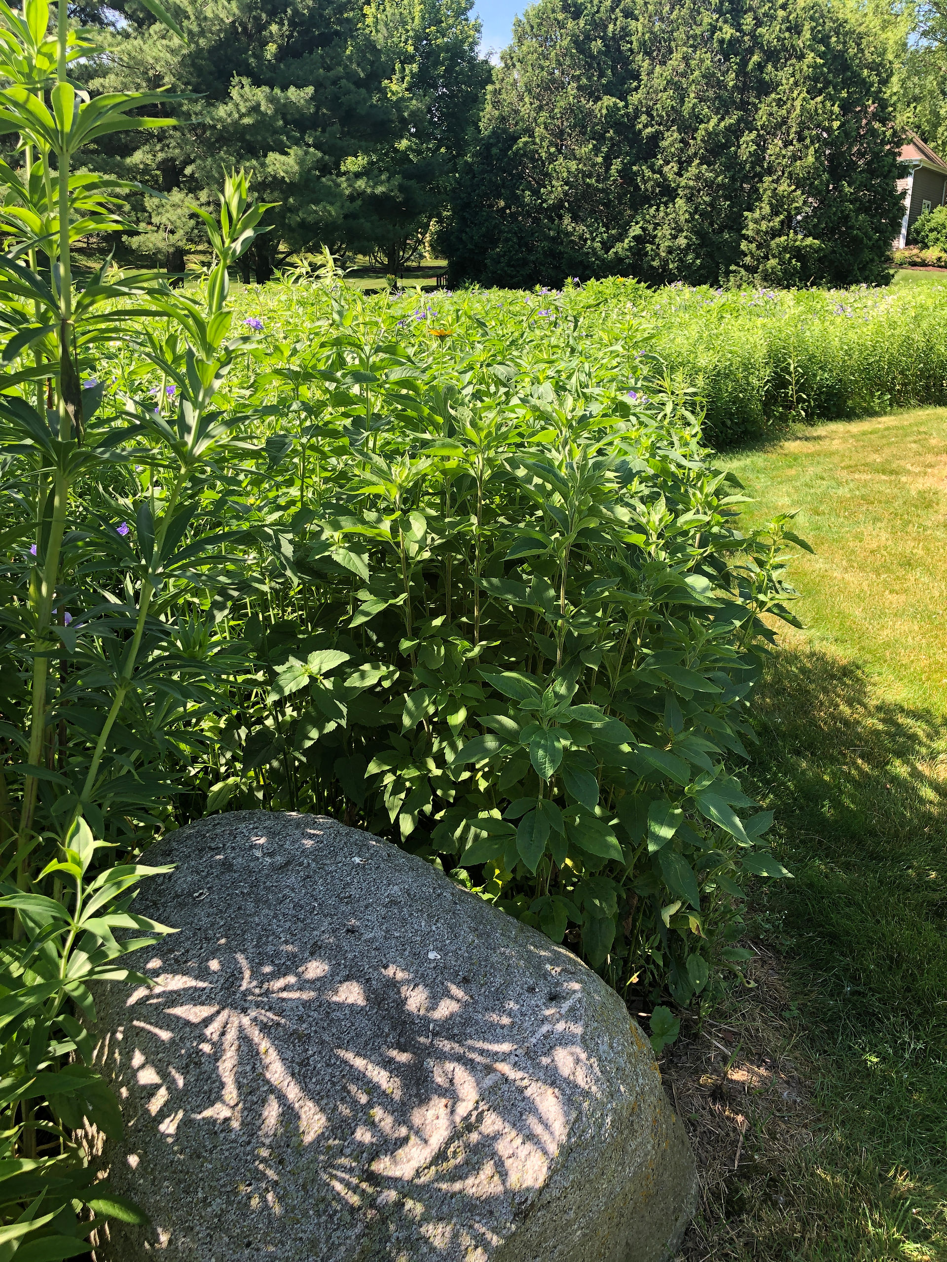 path grass