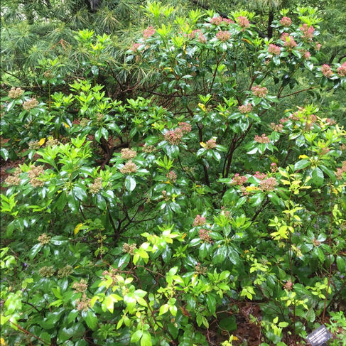 mountain laurel just coming into bloom