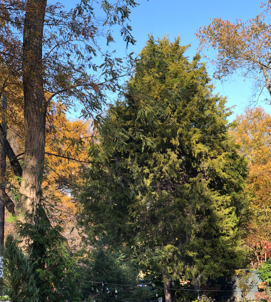 Maryland, DC and Virginia Native Evergreens Majestic, Magical and