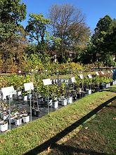 Herring Run Nursery Baltimore.JPG