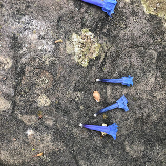 blue petals on stone