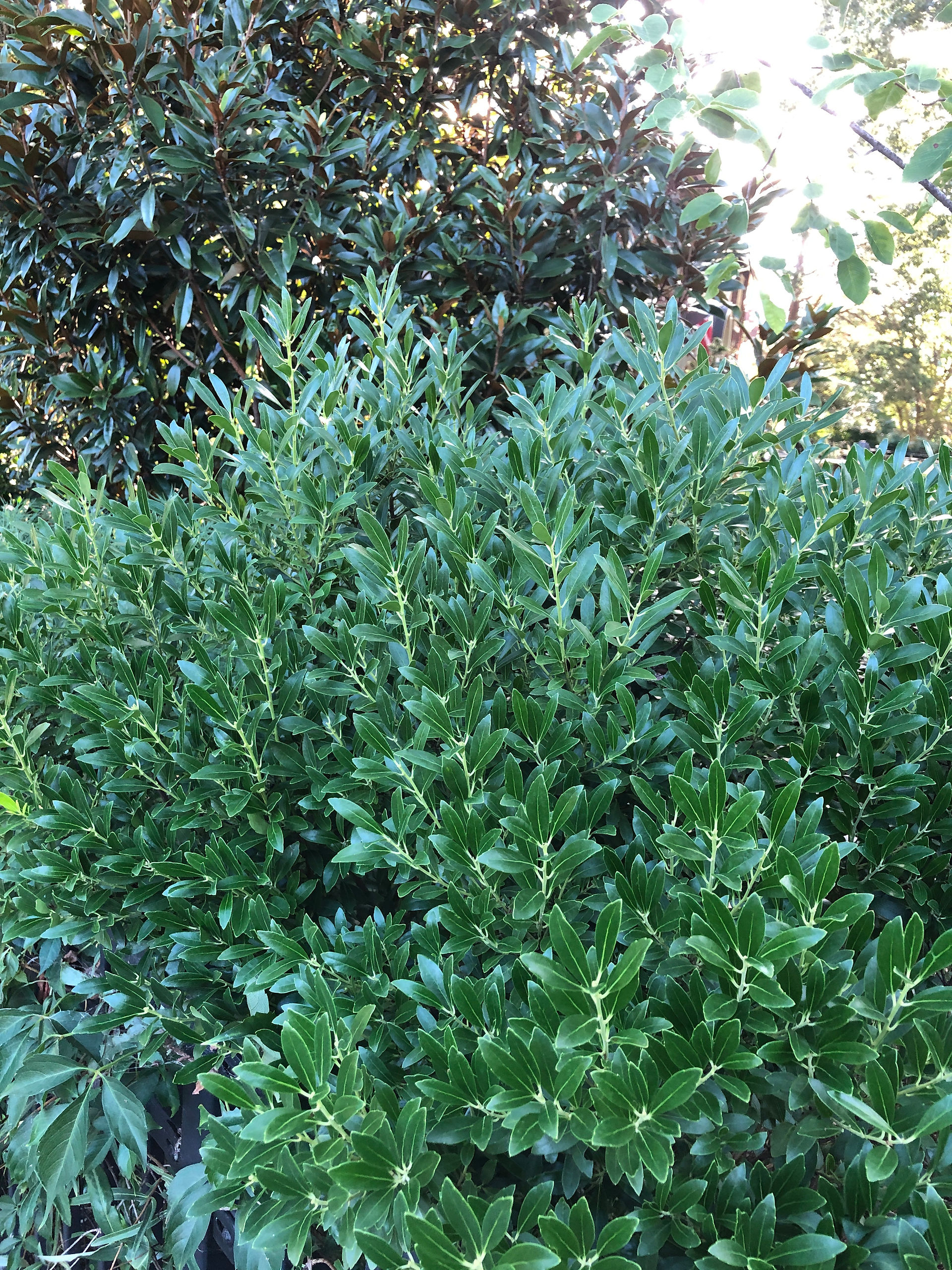 green shrub