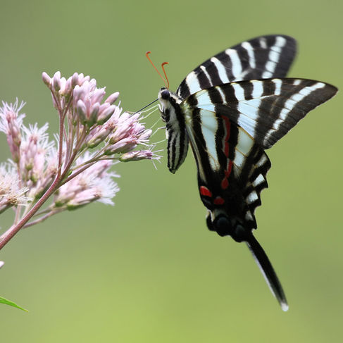 black and white butterfly