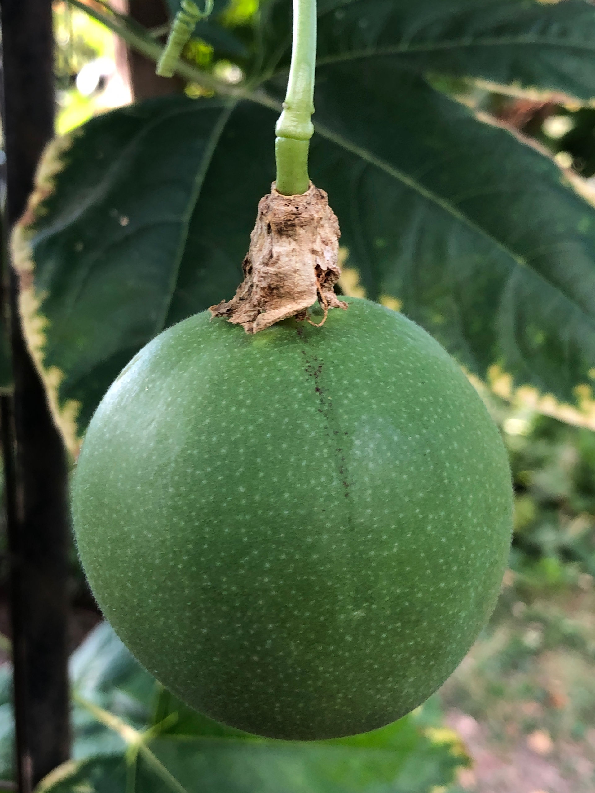 maypop fruit on vine close-up