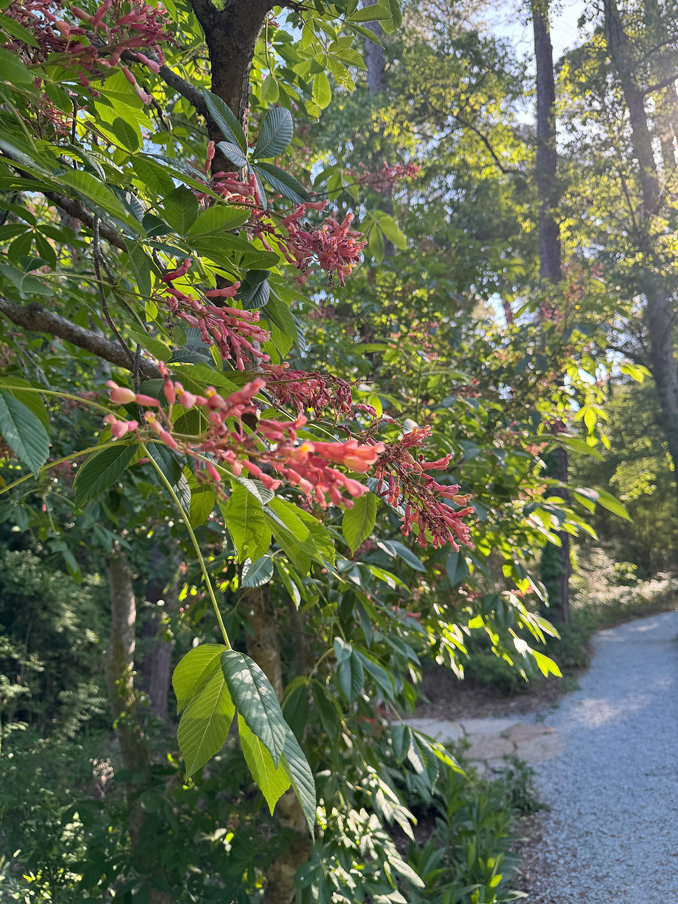 red flowers on tree
