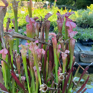 bog plants