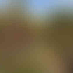 garden with yellow and white umbrella